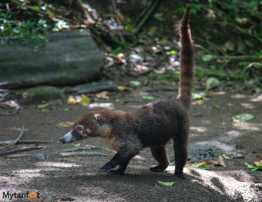 Coati