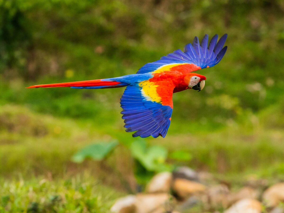 Scarlet macaw