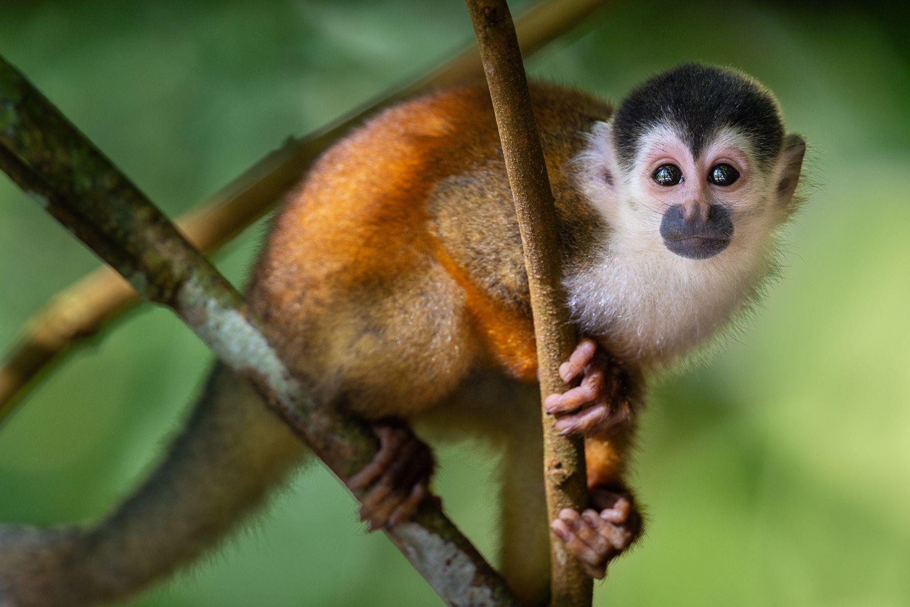 White-faced monkey