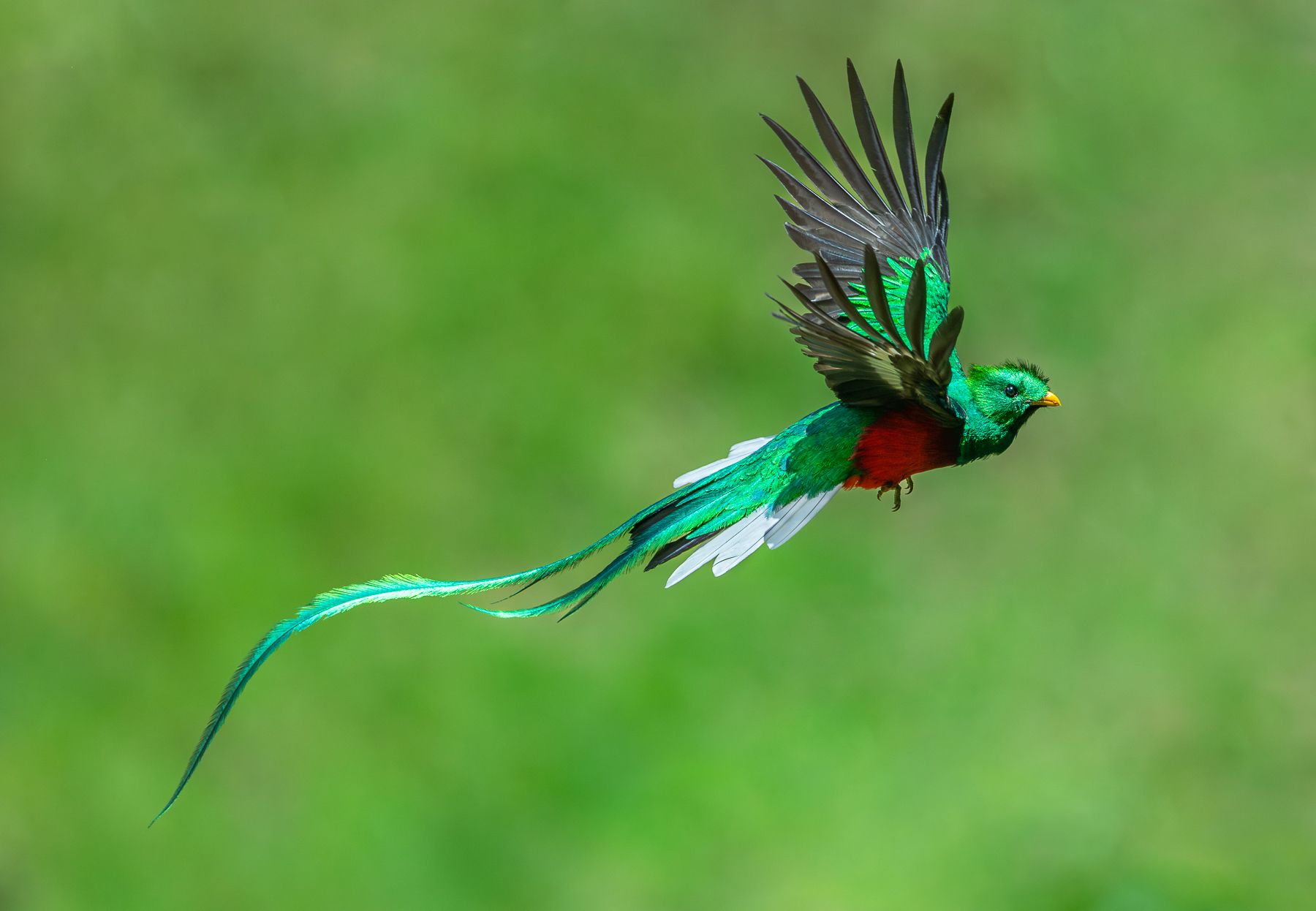 Resplendent quetzal