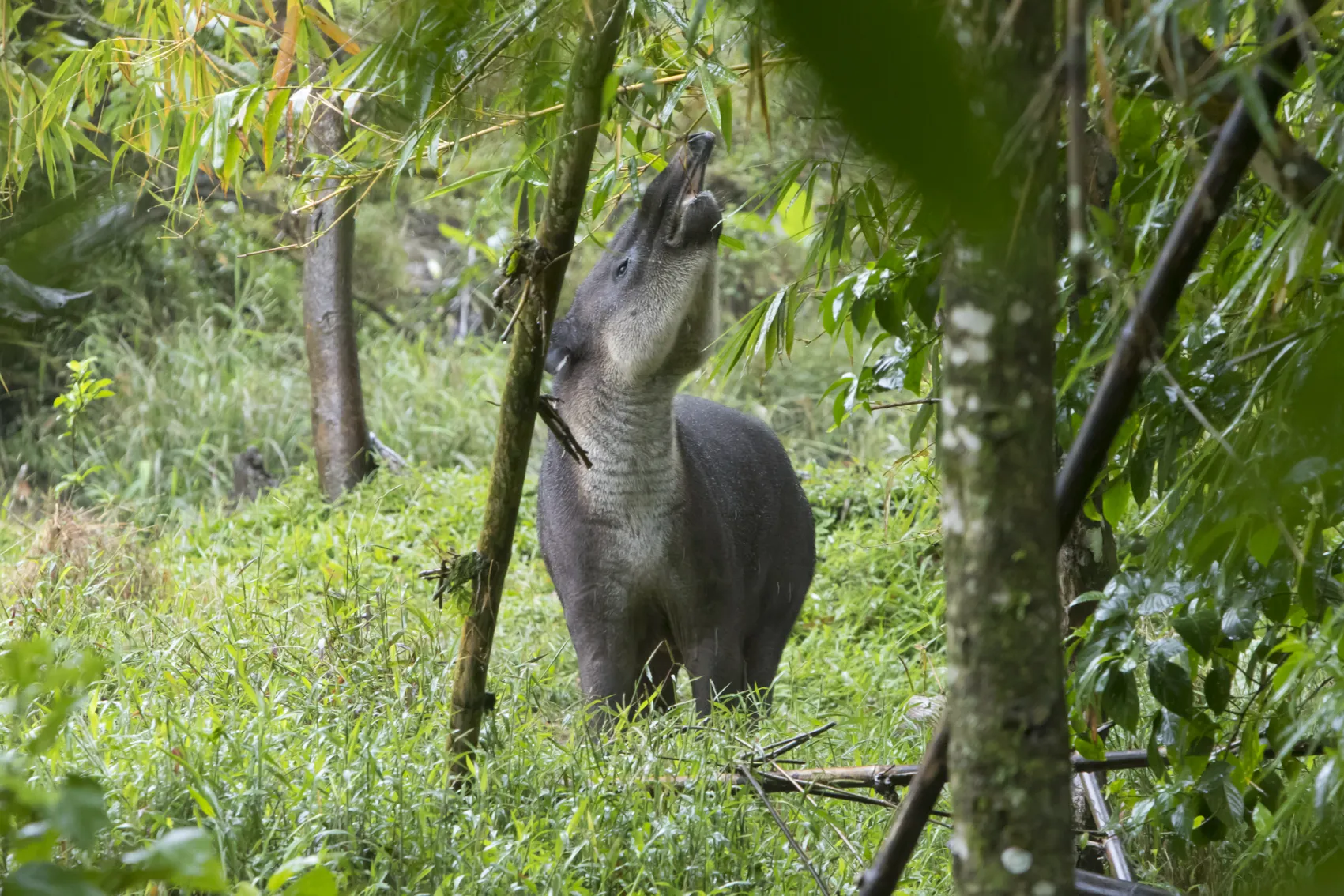 Baird's tapir