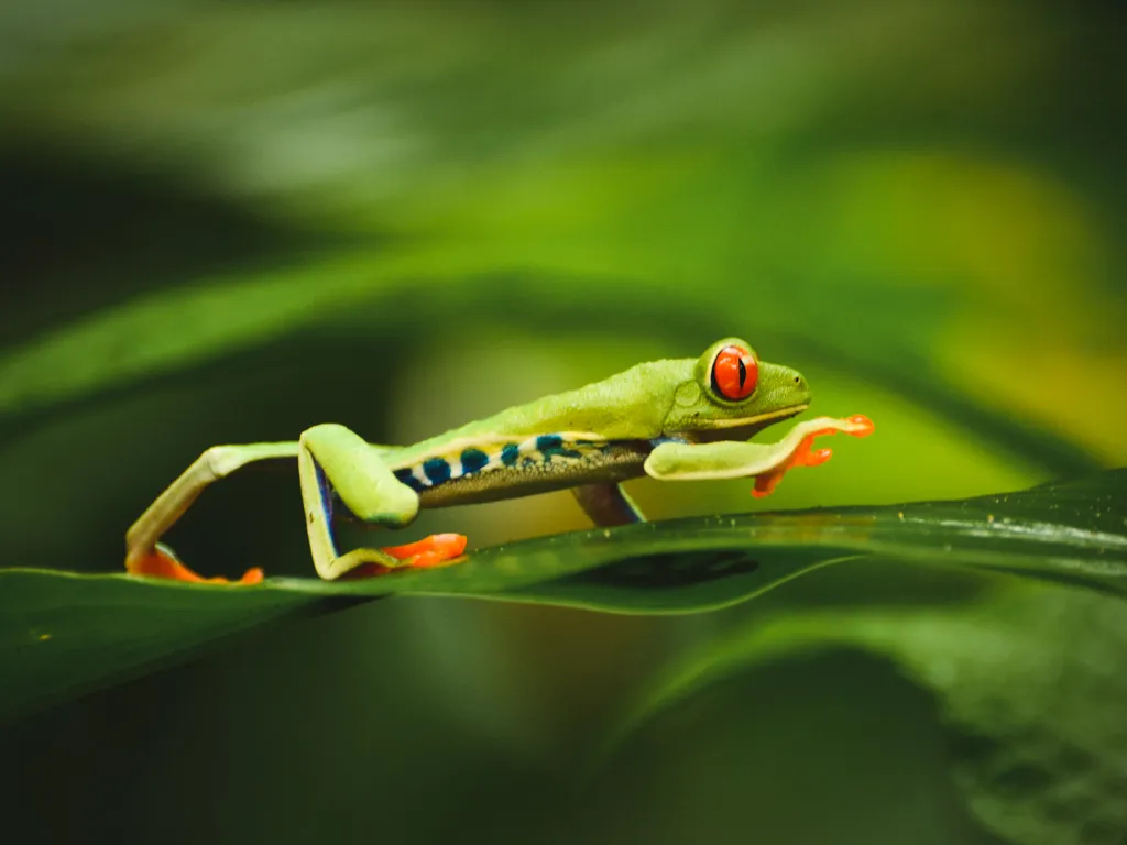 Red-eyed tree frog